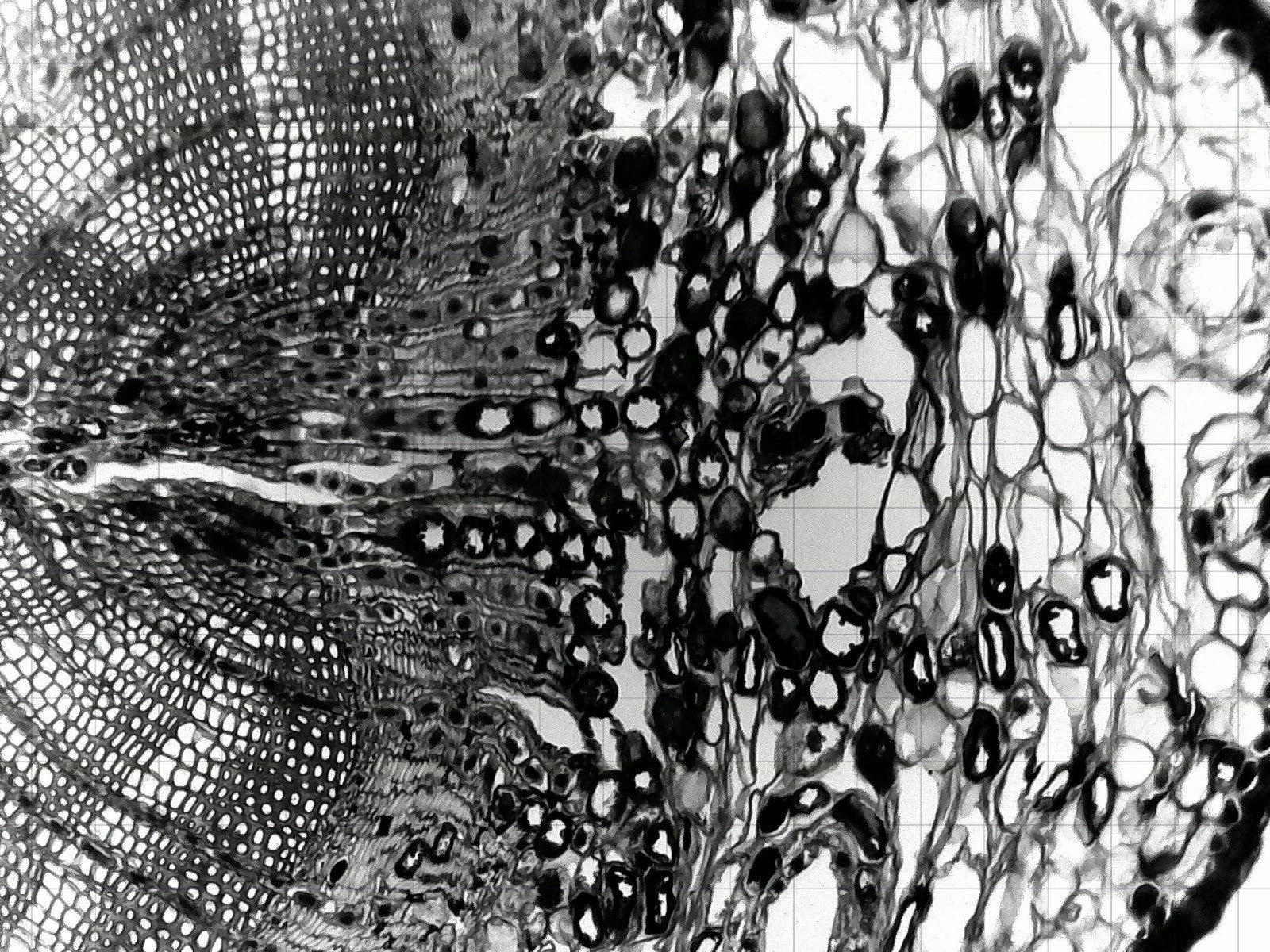 iolight Compact Cell Imager 1mm FoV Inverted Microscope 10x Objective