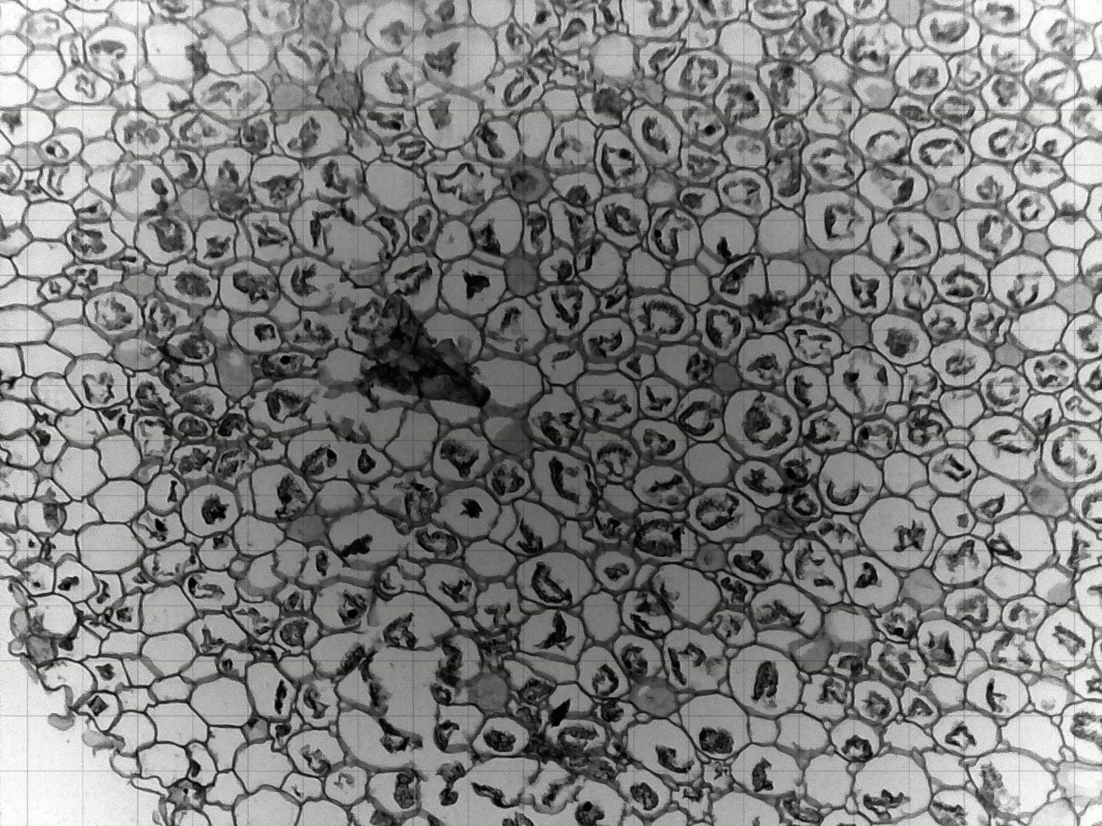 iolight Compact Cell Imager 1mm FoV Inverted Microscope 10x Objective