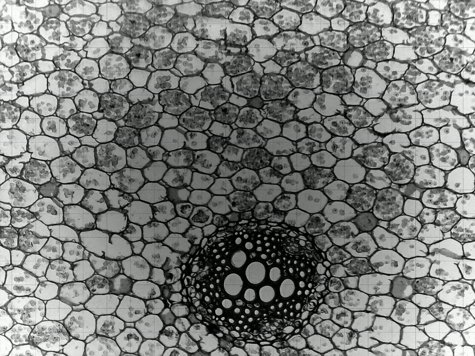 iolight Compact Cell Imager 1mm FoV Inverted Microscope 10x Objective