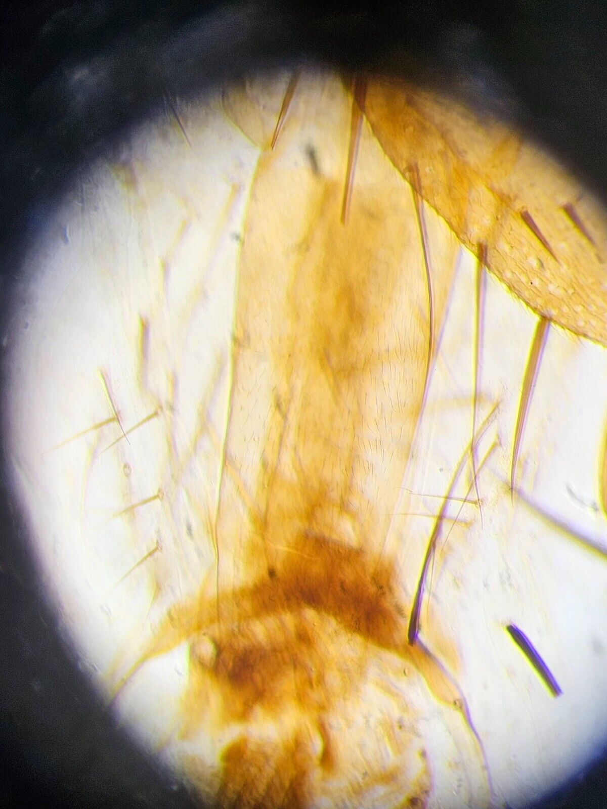 Leica DM750 Microscope w/ 2 x HC PLAN 10x/20 Eyepieces and 1 x HI PLAN 20x/0.40