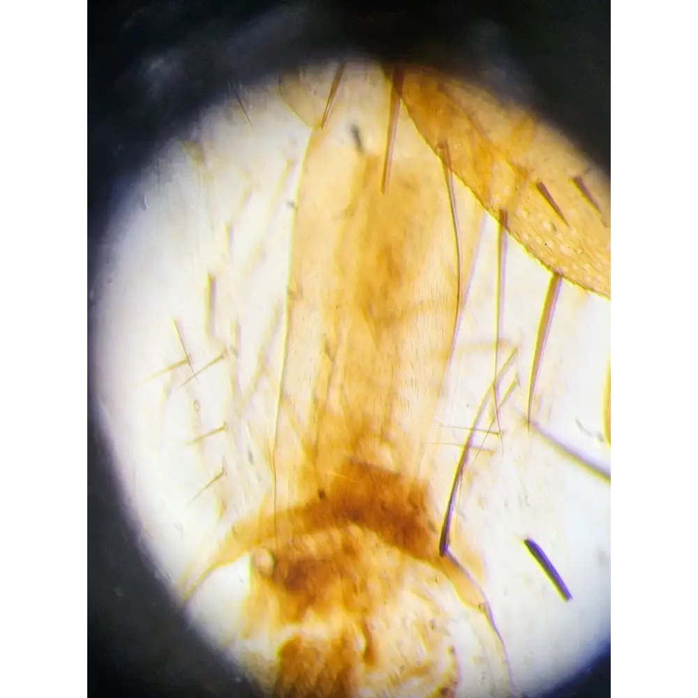 Leica DM750 binocular microscope three-quarter angle view showing full optical column