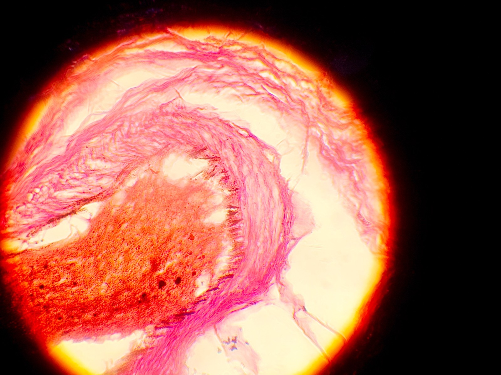 Leitz Orthoplan Compound Microscope with 6x Objectives & Illuminator