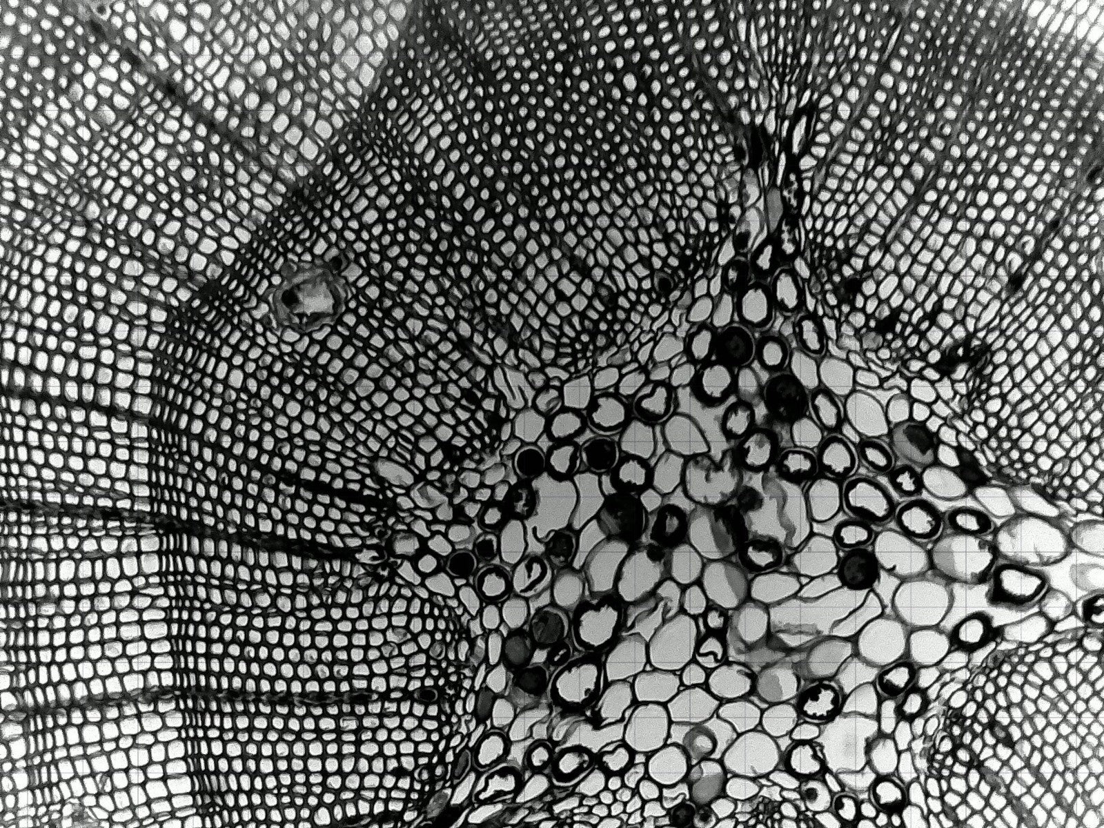 iolight Compact Cell Imager 1mm FoV Inverted Microscope 10x Objective