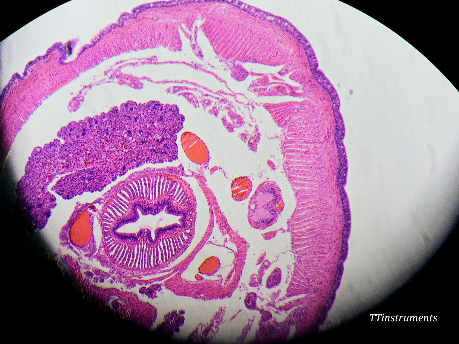 Leica DMi1 Inverted Microscope w/ Flexacam C1 Camera 4x 10x Objectives