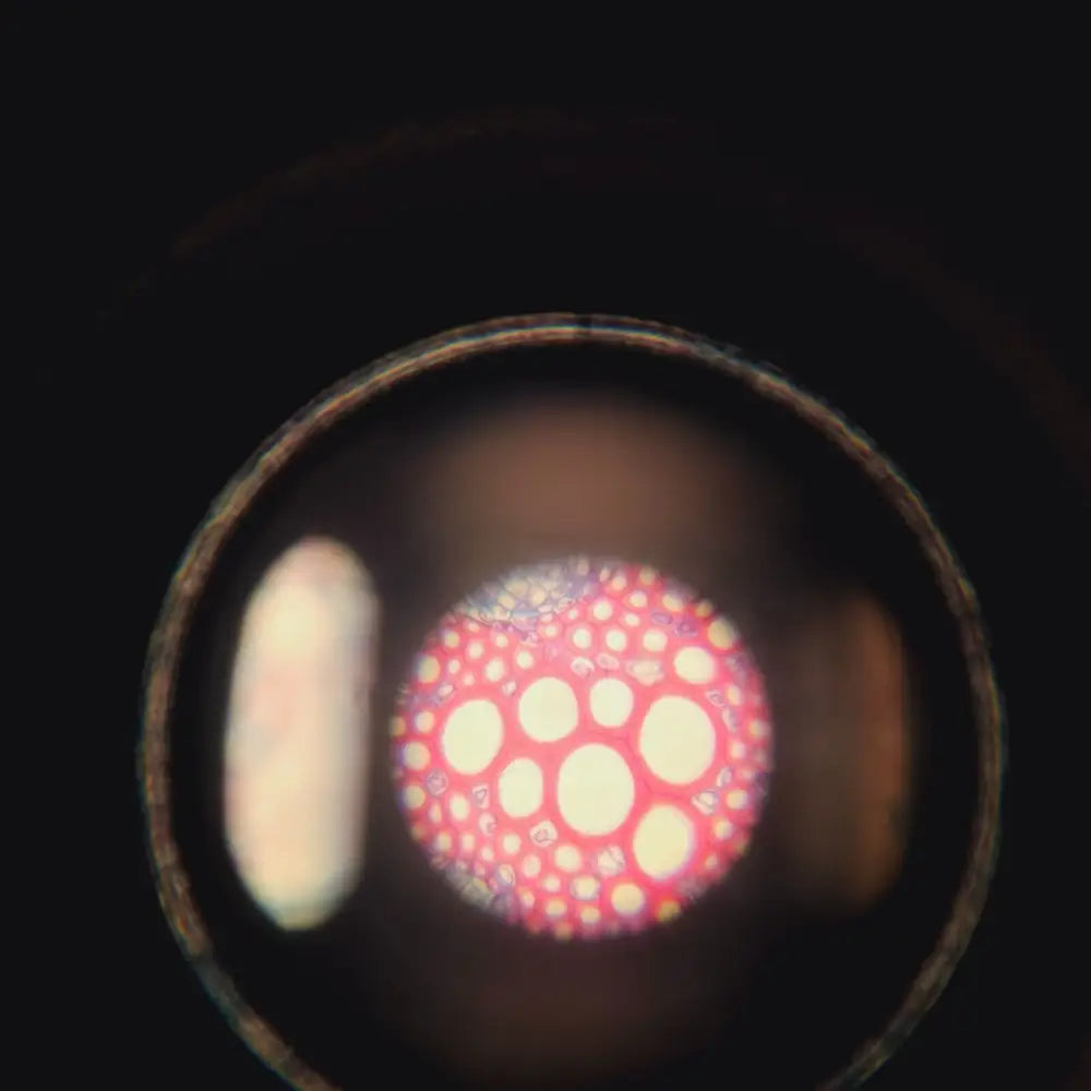 Coaxial focus knobs on compound microscope body showing fine and coarse adjustment controls
